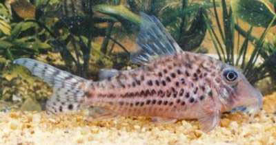 Corydoras vittatus